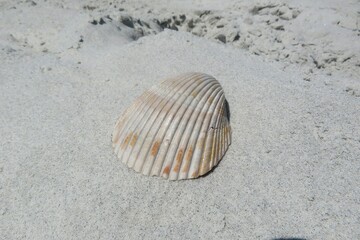 Light conch on sand background in Atlantic coast of North Florida