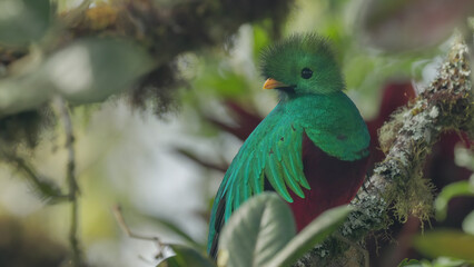 close up of a quetzal male in a avocado tree looking at the camera