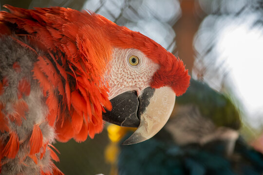 parrot