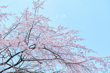 青空と桜