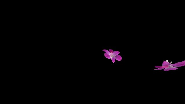 Orchid exploding flying up