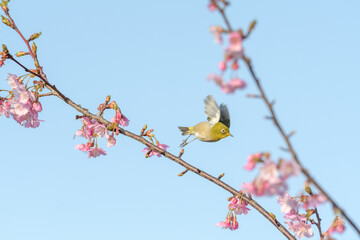 桜とメジロ