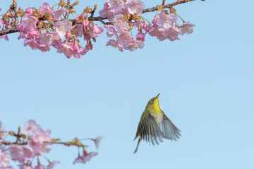 桜とメジロ