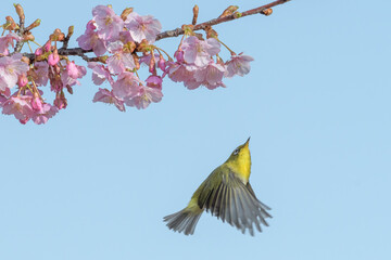 桜とメジロ