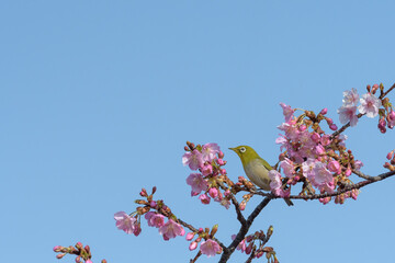 桜とメジロ