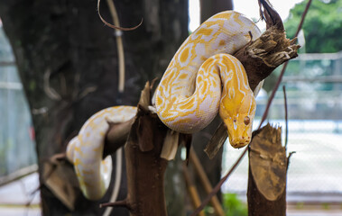 Albino snake hanging on a tree