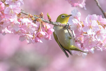 桜とメジロ