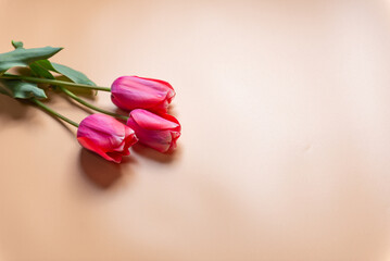 赤いチューリップ