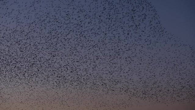 Starling murmuration against sunset color