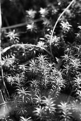 Summer grass in a black and white monochrome.