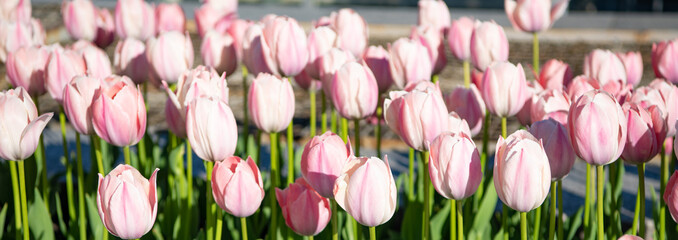 Obraz premium pink tulip flower in summer. photo of tulip flower. tulip flower in spring. tulip flower