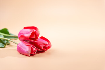 赤いチューリップ