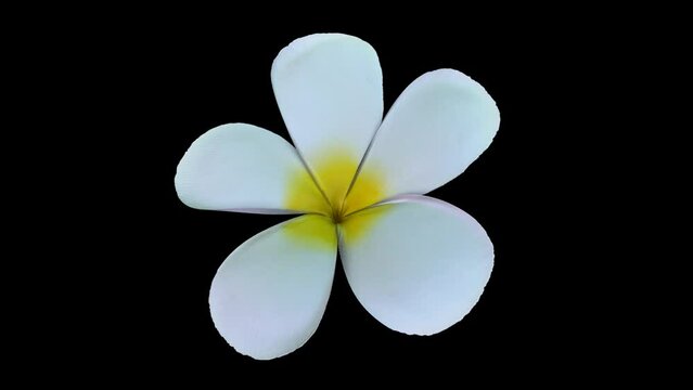 Orchid flowers close up