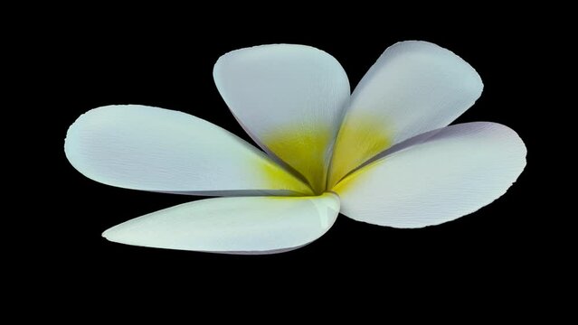 Orchid flowers close up