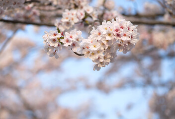 Obraz premium Cherry blossom blooming in Spring season in Japan.