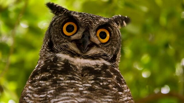 Majestic Spotted Eagle-Owl in tree, blurry background; close-up frontal