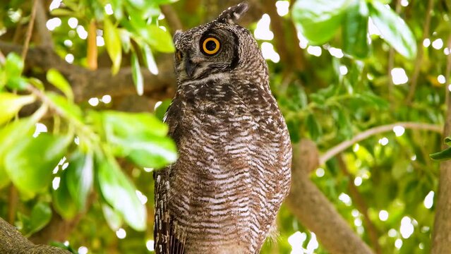 Alert African eagle-owl with bright yellow eyes in tree looking around