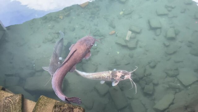 a big catfish that has a myth. Swim in Sendang Seliran Kotagede, Pilgrimage Bathing Pool of the Tombs of the Kings of Mataram, Yogyakarta.
