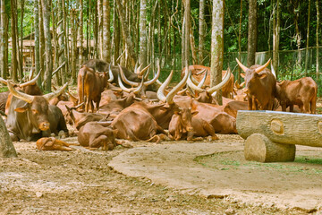 Wild bulls at Vinpearl Safari and Conservation Park on Phu Quoc , Vietnam.