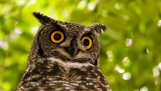 African Eagle-Owl (Bubo Africanus) make threatening facial expressions; close-up