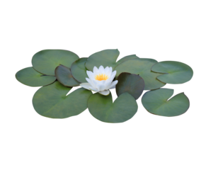 Lotus or Water lily or Nymphaea flower. Close up white lotus flower on lotus leaves isolated on transparent background.	