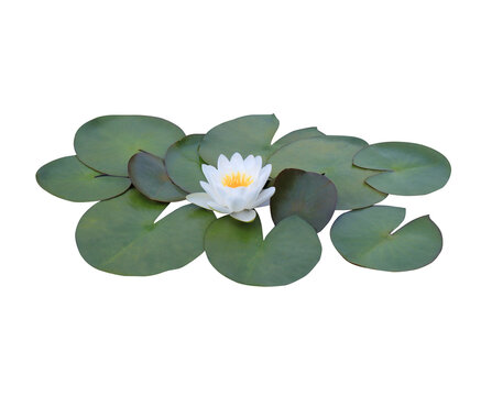 Lotus or Water lily or Nymphaea flower. Close up white lotus flower on lotus leaves isolated on transparent background.	