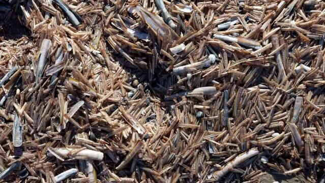 Empty Shells Of Razor Clams Washed Ashore On The Beach In Summer. - overhead