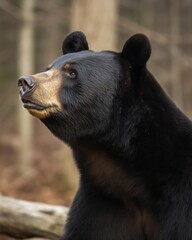 Obraz premium A very curious black bear. Wildlife photo. 