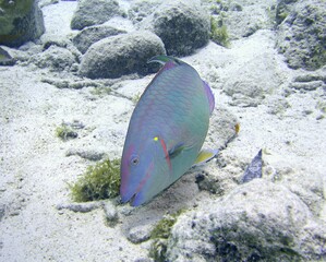 Stoplight Parrotfish on the reef