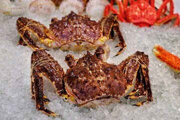 Two large blue king crab, also known as Hokkaido king crab packed in ice on a display at a supermarket in Japan.