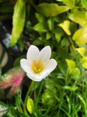 White flowers blooming in the morning in the backyard