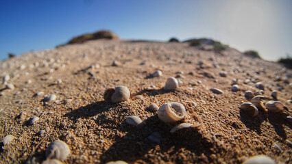 Caracoles en la arena