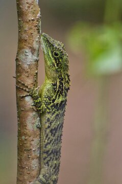 lizard on a tree