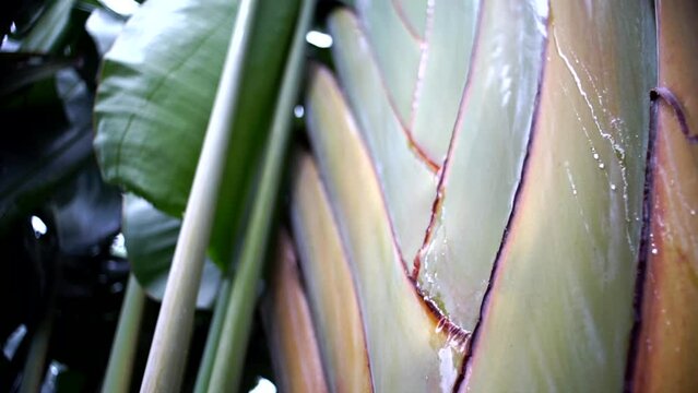 Water Dripping Down the Trunk of the Traveler's tree, Guadeloupe