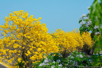 Taiwan, spring, flowering season, street trees, blooming, Suzuki chrysanthemum