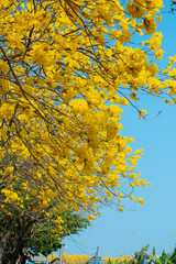 Taiwan, spring, flowering season, street trees, blooming, Suzuki chrysanthemum