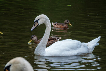 Fototapeta premium A graceful white swan swimming on a lake with dark water. The white swan is reflected in the water