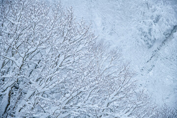 winter,snow