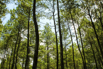 Beautiful deep forest views. Rays of light in the forest. Forest wood background