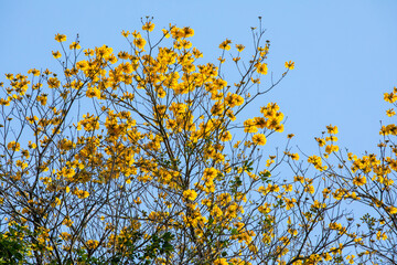 Taiwan, spring, flowering season, street trees, blooming, Suzuki chrysanthemum