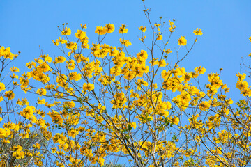 Taiwan, spring, flowering season, street trees, blooming, Suzuki chrysanthemum
