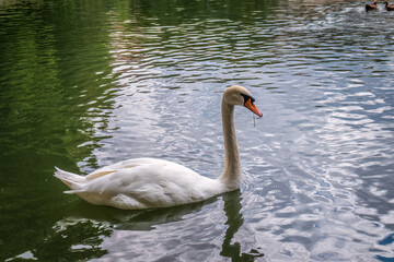A graceful white swan swimming on a lake with dark water. The white swan is reflected in the water