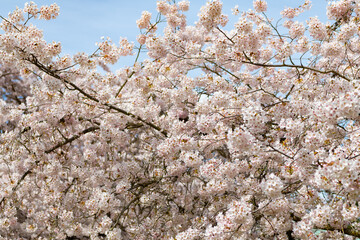 sakura tree flower bloom nature background in spring