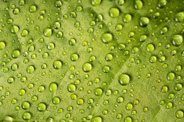Fototapeta na wymiar High angle close-up of dew drops on leaves