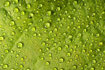 Plakat High angle close-up of dew drops on leaves