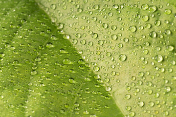 High angle close-up of dew drops on leaves