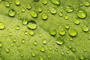 High angle close-up of dew drops on leaves