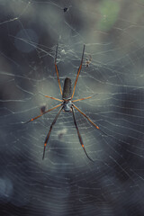 Brazilian spider