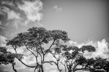 Silhouette of a Tree in the Morning.