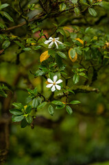 White and Yellow Tropical Tree Flowers with a Green leaf Background in Hawaii.